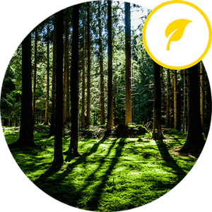 Social Responsibility to be Green Minded